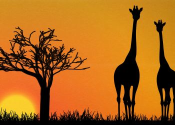7 Spectacular Safari Holidays