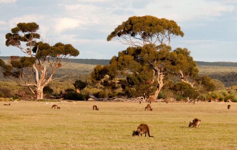 The ACE-FX Australia Travel Guide P.3: Southern Australia