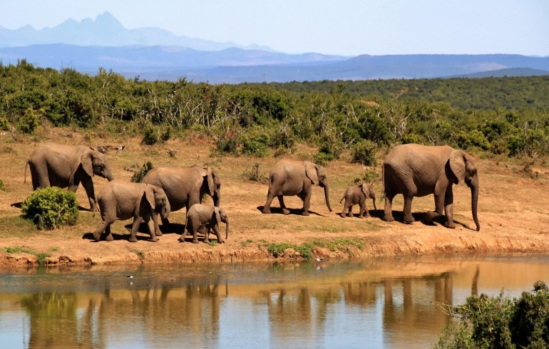 ACE-FX Travel Guide: Exploring South Africa