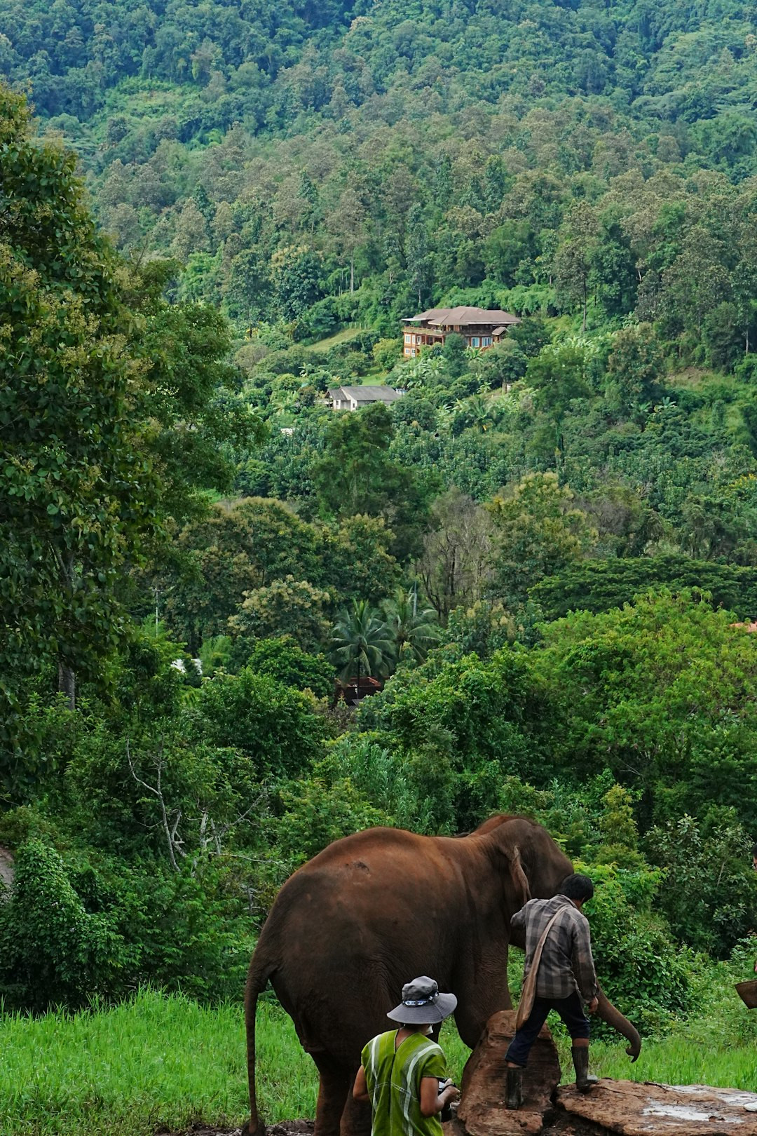 Elephant Hills Thailand: Jungle Safari & Rainforest Camp