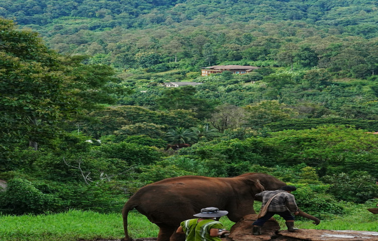 Elephant Hills Thailand: Jungle Safari & Rainforest Camp